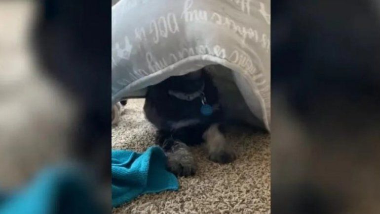 Este perrito no deja de sumar reproducciones en YouTube