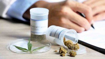 las dudas que genera la letra chica del cannabis medicinal las dudas que genera la letra chica del cannabis medicinal