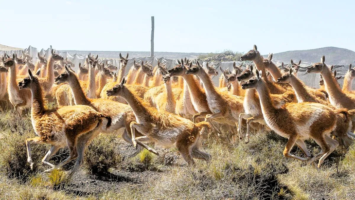 En 2020, se estimó que había más de 400.000 guanacos en la Patagonia.