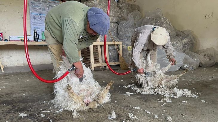 La zafra muestra números críticos: menos chivitos, menos kilos y un mohair de menor calidad.