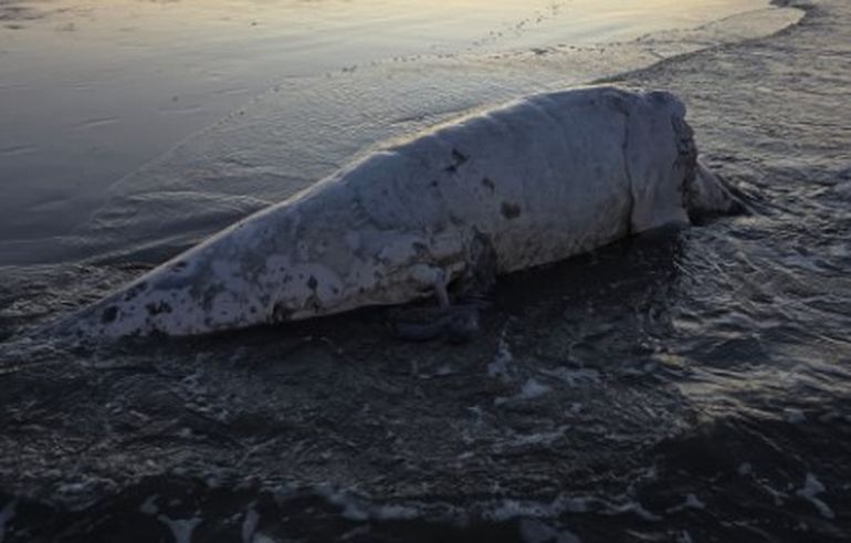 El mar arrastró un ballenato muerto a la playa de Puerto Madryn. El mar arrastró un ballenato muerto a la playa de Puerto Madryn.