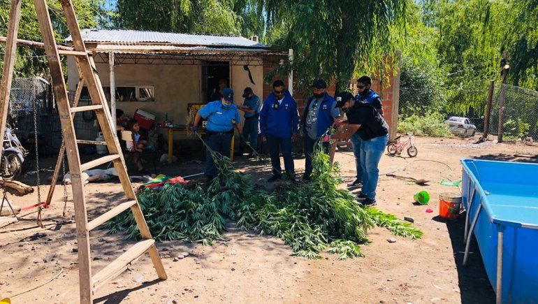 Allanaron por un crimen y se encontraron con 357 plantas de marihuana