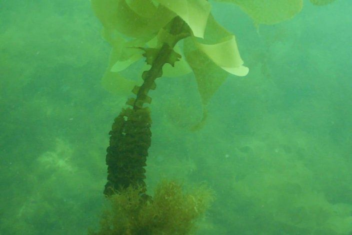 Buzos marisqueros la tienen registrada cerca de Las Grutas (Foto gentileza "Tata" Aguayo)