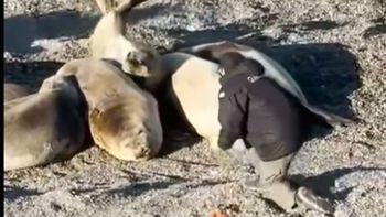 El el Jefe de Guardafaunas Marcelo Franco, al acercarse al elefante marino en Península de Valdés. El el Jefe de Guardafaunas Marcelo Franco, al acercarse al elefante marino en Península de Valdés.