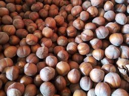 ¿es negocio la produccion de avellanas en la patagonia? ¿es negocio la produccion de avellanas en la patagonia?