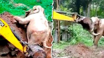 conmovedor: elefante agradece a excavadora que lo rescato conmovedor: elefante agradece a excavadora que lo rescato