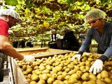 El acuerdo entre autoridades locales y el gobierno de Nueva Zelanda busca reducir los cuellos de botella logísticos y potenciar las exportaciones de kiwi.