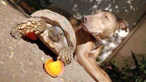 El emotivo rescate de una tortuga: la encontraron desnutrida en la calle con dibujos y perforaciones en su caparazón