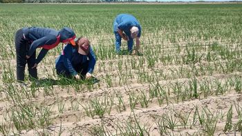 El riego por goteo duplica la producción de cebolla, pasando de 40 a 80.000 kilos por hectárea. | LM Neuquen El riego por goteo duplica la producción de cebolla, pasando de 40 a 80.000 kilos por hectárea.