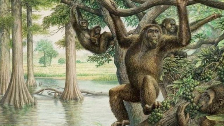 Los Australopithecus eran vegetarianos, según un nuevo estudio Los Australopithecus eran vegetarianos, según un nuevo estudio