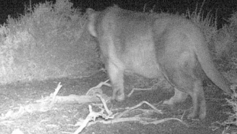 Las cámaras de monitoreo registraron a una puma hermba con otra dieta de invierno.