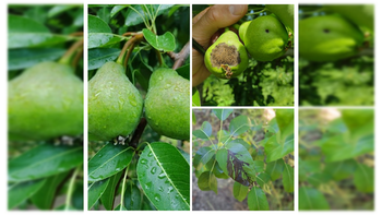 El INTA Alto Valle emitió un alerta para los productores. El INTA Alto Valle emitió un alerta para los productores.