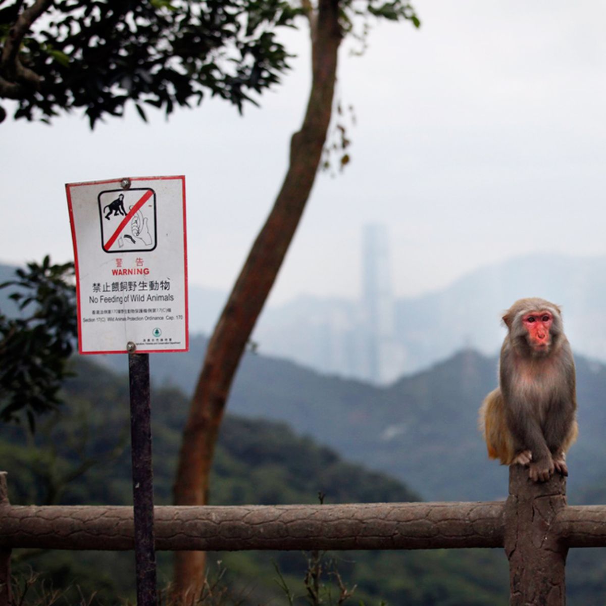 El Planeta De Los Simios En Orden El planeta de los simios dejó de ser ciencia ficción
