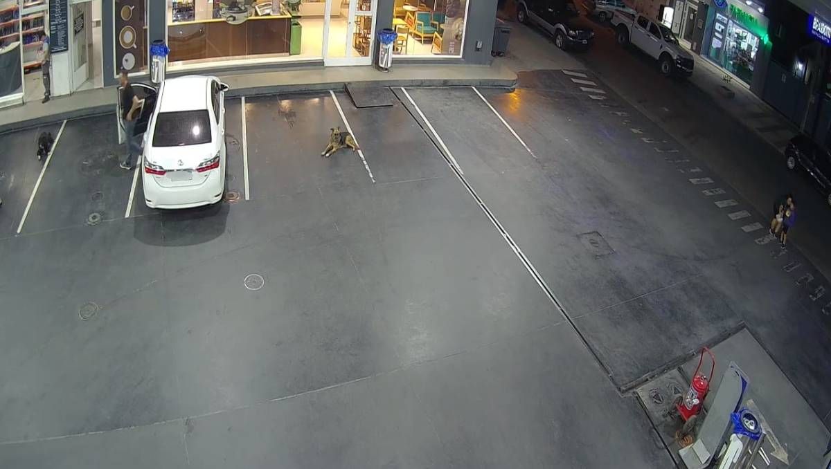 Identificaron al cliente que atropelló y mató al perro Pipi en una estación de servicio