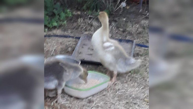 La desesperada búsqueda de una pareja de gansos en Neuquén