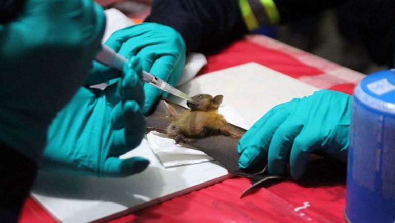 Cientos de coronavirus hallados en murciélagos