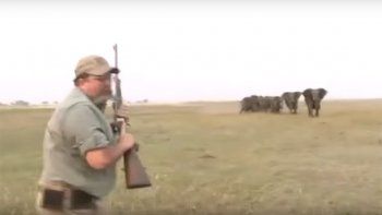 manada de elefantes busca vengar la muerte de su lider manada de elefantes busca vengar la muerte de su lider