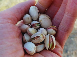 Para alcanzar altas de producciones, la disponibilidad de agua es clave”, aseguran. Foto: INTA Para alcanzar altas de producciones, la disponibilidad de agua es clave”, aseguran. Foto: INTA