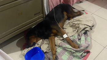 La pobre mascota que resultó herida en barrio Valentina Sur