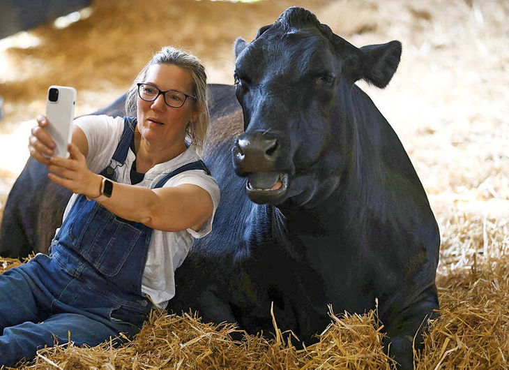 Cuentan que a los propietarios les tomó cinco meses entrenar a las vacas Cuentan que a los propietarios les tomó cinco meses entrenar a las vacas