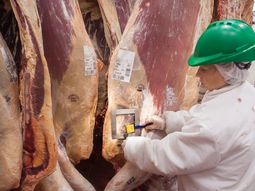 La pérdida de más de 15.000 cabezas en once meses golpea de lleno a los frigoríficos rionegrinos, que enfrentan subas de costos, menor rentabilidad y riesgo de achicamiento. La pérdida de más de 15.000 cabezas en once meses golpea de lleno a los frigoríficos rionegrinos, que enfrentan subas de costos, menor rentabilidad y riesgo de achicamiento.