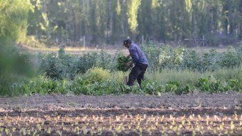 La actividad hortícola creció, a pesar de la pérdida de superficie productiva a favor del crecimiento urbanístico. La actividad hortícola creció, a pesar de la pérdida de superficie productiva a favor del crecimiento urbanístico.