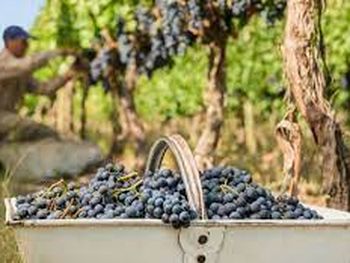 La producción de vino también refleja una fuerte contracción.