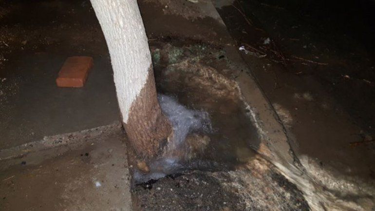 Quiso arrancar un árbol y dejó a cinco barrios sin agua