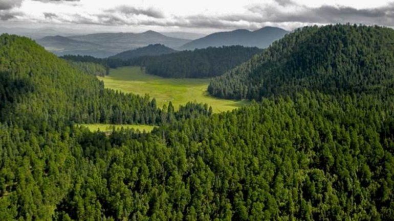 Soñar con un bosque encierra una advertencia