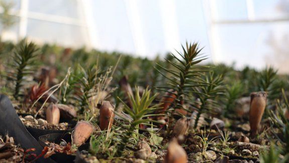Cómo proteger las plantas de las heladas de invierno