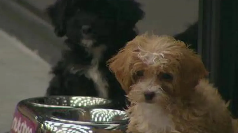 Caramelo de Gran Hermano.