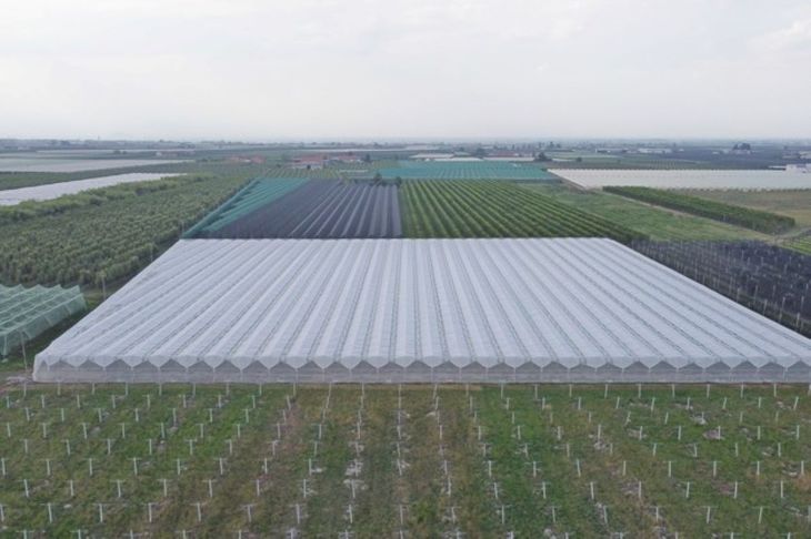 Mallas con protección total en grandes superficies, es otra de las opciones que existen en países que son líderes en la producción de frutas. Mallas con protección total en grandes superficies, es otra de las opciones que existen en países que son líderes en la producción de frutas.