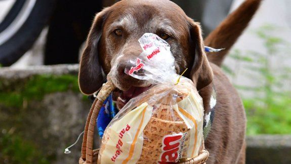 Ni un perro que hace delivery se salvó de un robo