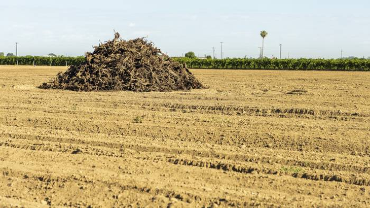 El abandono de viñedos en California supera las 40.000 hectáreas por la caída de precios y la baja demanda. Foro: vinetur El abandono de viñedos en California supera las 40.000 hectáreas por la caída de precios y la baja demanda. Foro: vinetur