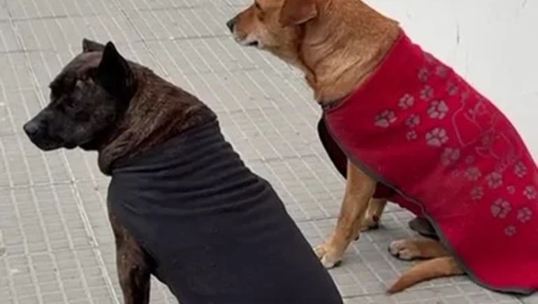 Pedrita y Pedrito