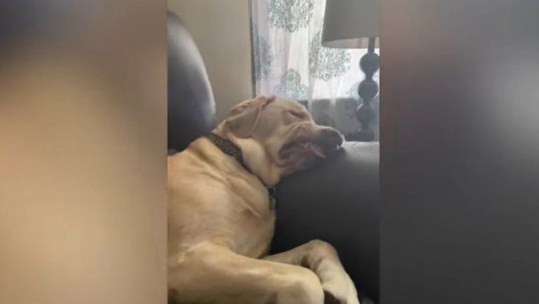 El perro no deja de sumar reproducciones en YouTube