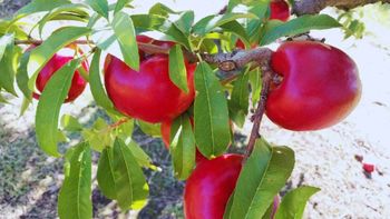 Desarrollada por el INTA, la variedad Pionero INTA puede conservarse más de 47 días en frío, un avance clave para llegar a mercados lejanos. Desarrollada por el INTA, la variedad Pionero INTA puede conservarse más de 47 días en frío, un avance clave para llegar a mercados lejanos.