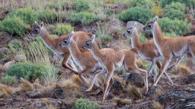 La sobrepoblación del guanaco está generando serios problemas en las tierras de la Patagonia. | LM Neuquen La sobrepoblación del guanaco está generando serios problemas en las tierras de la Patagonia.