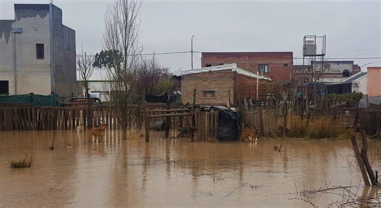 Salvaron a dos perros de morir ahogados en Fernández Oro