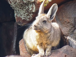 El Chinchillón forma parte de la fauna silvestre de Neuquén. El Chinchillón forma parte de la fauna silvestre de Neuquén.