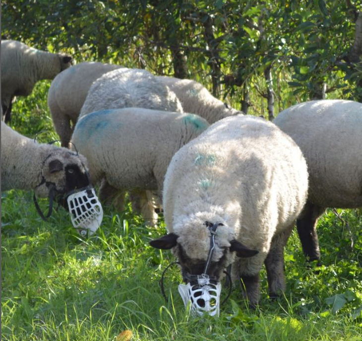 Los ovinos Hampshire Down pastan con bozal. Foto: @kiagrosoluciones Los ovinos Hampshire Down pastan con bozal. Foto: @kiagrosoluciones