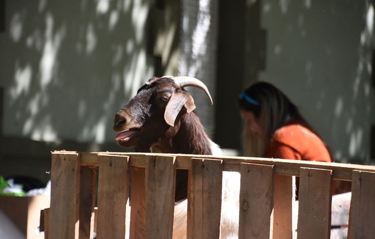 Tras pedir una reunión con Omar Gutiérrez con una protesta con caballos, criancero regreso a la gobernación con chivas. Tras pedir una reunión con Omar Gutiérrez con una protesta con caballos, criancero regreso a la gobernación con chivas.