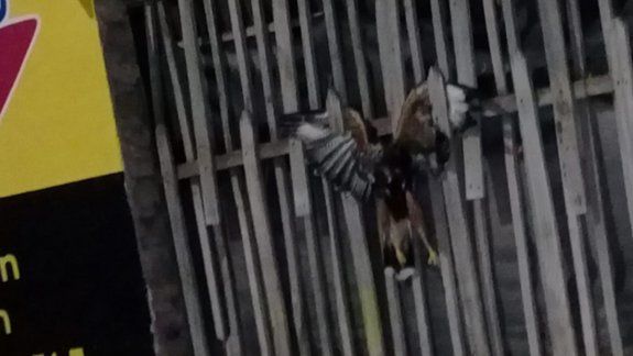¿Una broma o un maleficio? Colgaron un pájaro muerto en un local