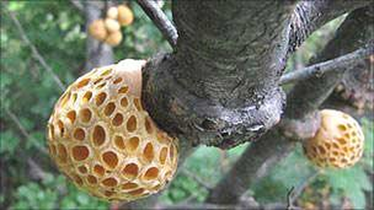 El espacio contendrá la colección más grande de levaduras autóctonas del país. El espacio contendrá la colección más grande de levaduras autóctonas del país.
