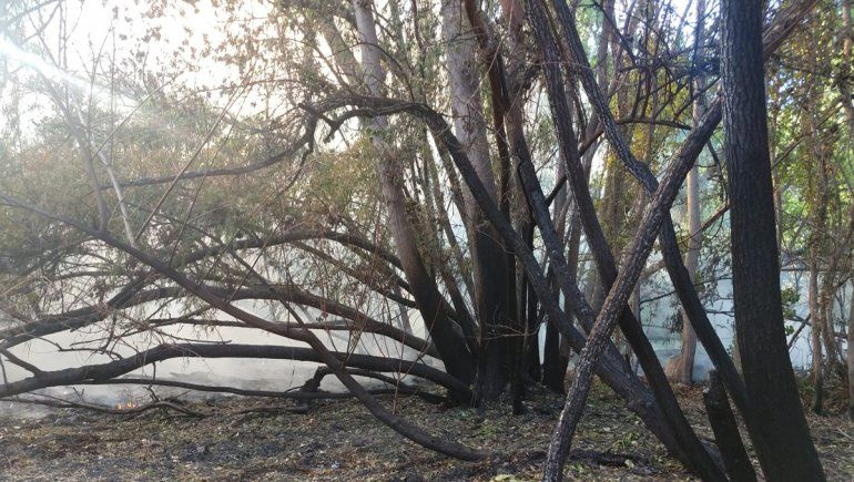 Se reactivó el incendio del predio del CPE cerca del Paseo Costero