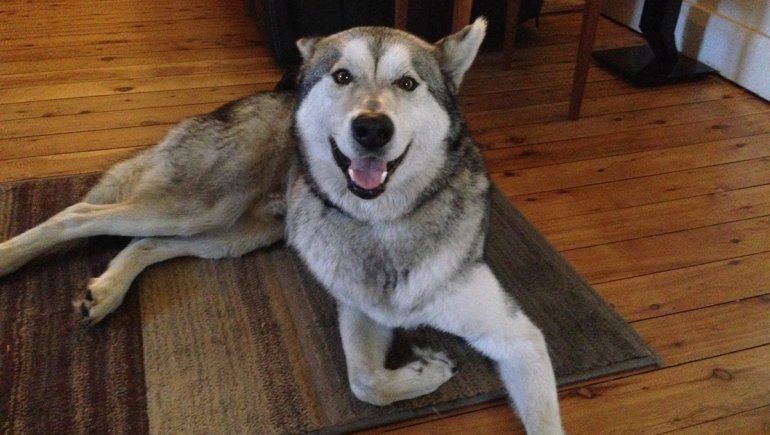 El perro no deja de sumar reproducciones en YouTube