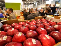 En la última Fruit Logistica, realizada en Berlín, algunos empresarios del sector mostraron cierta cautela con la evlución que reflejaba el mercado de la manzana en la UE. En la última Fruit Logistica, realizada en Berlín, algunos empresarios del sector mostraron cierta cautela con la evlución que reflejaba el mercado de la manzana en la UE.