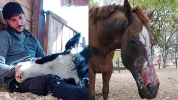 el influencer que junto $10 millones para rescatar animales de los incendios en corrientes el influencer que junto $10 millones para rescatar animales de los incendios en corrientes