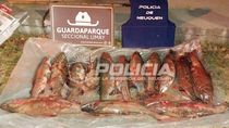secuestraron truchas y ganchos de pesca durante un operativo en la ruta 40