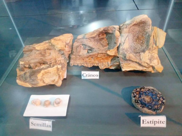 Restos del dinosaurio encontrado en el lugar, actualmente exhibidos en el museo Olsacher de Zapala. Restos del dinosaurio encontrado en el lugar, actualmente exhibidos en el museo Olsacher de Zapala.